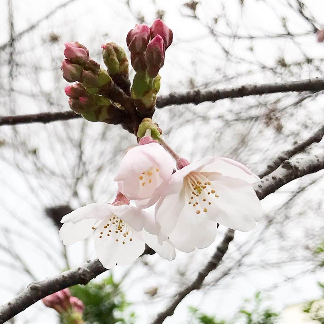 桂のインスタグラム：「桜  #cherryblossom #cherryblossoms #cherrybud #bud #branch #sky #green #flower #flowers #landscape #shukugawa #桜 #さくら #サクラ #花 #蕾 #つぼみ #ツボミ #枝 #空 #景 #夙川」