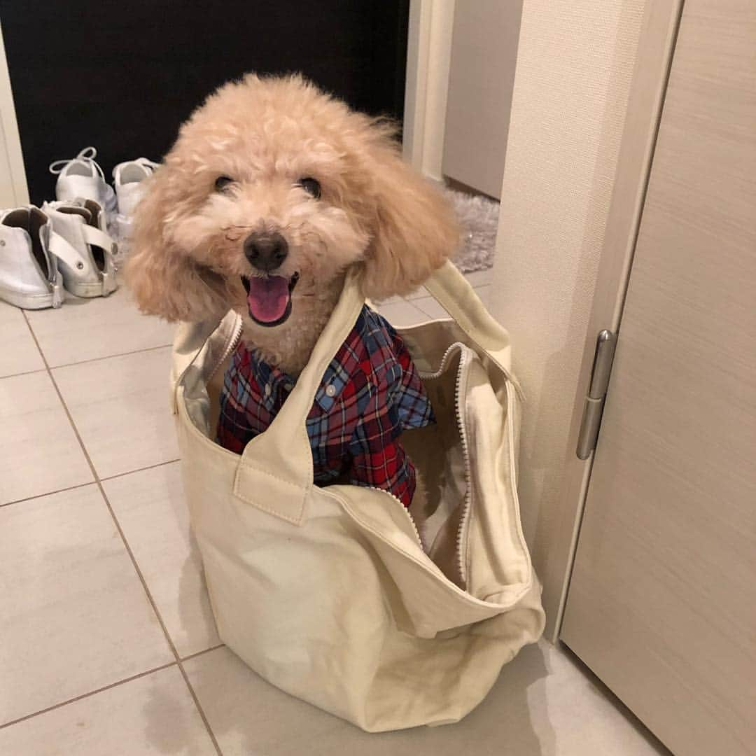 バックスさんのインスタグラム写真 - (バックスInstagram)「おでかけバックス♡ #いぬ #トイプードル #犬 #ペット#家族」3月30日 11時28分 - bellusbacks