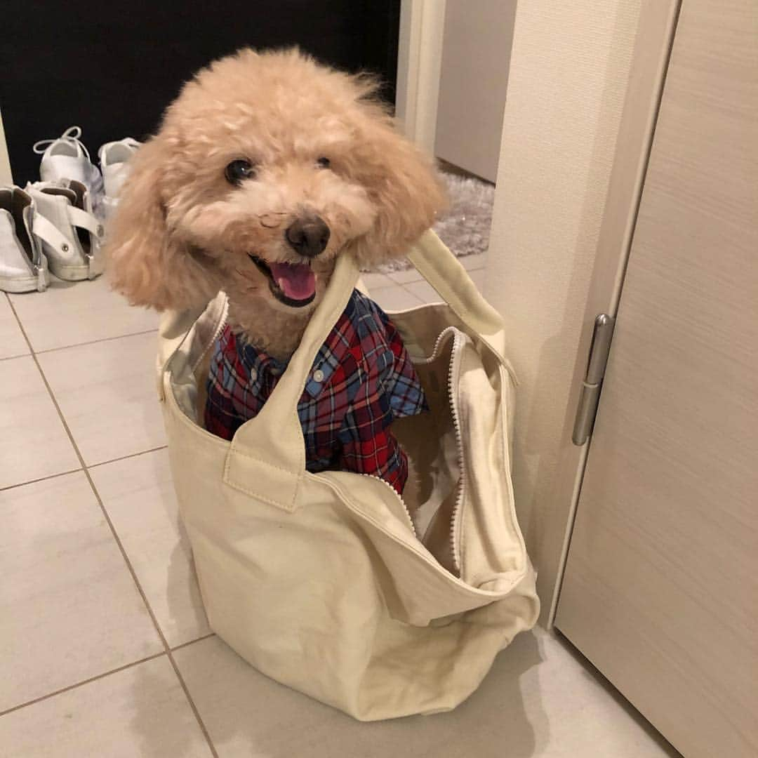 バックスさんのインスタグラム写真 - (バックスInstagram)「おでかけバックス♡ #いぬ #トイプードル #犬 #ペット#家族」3月30日 11時28分 - bellusbacks