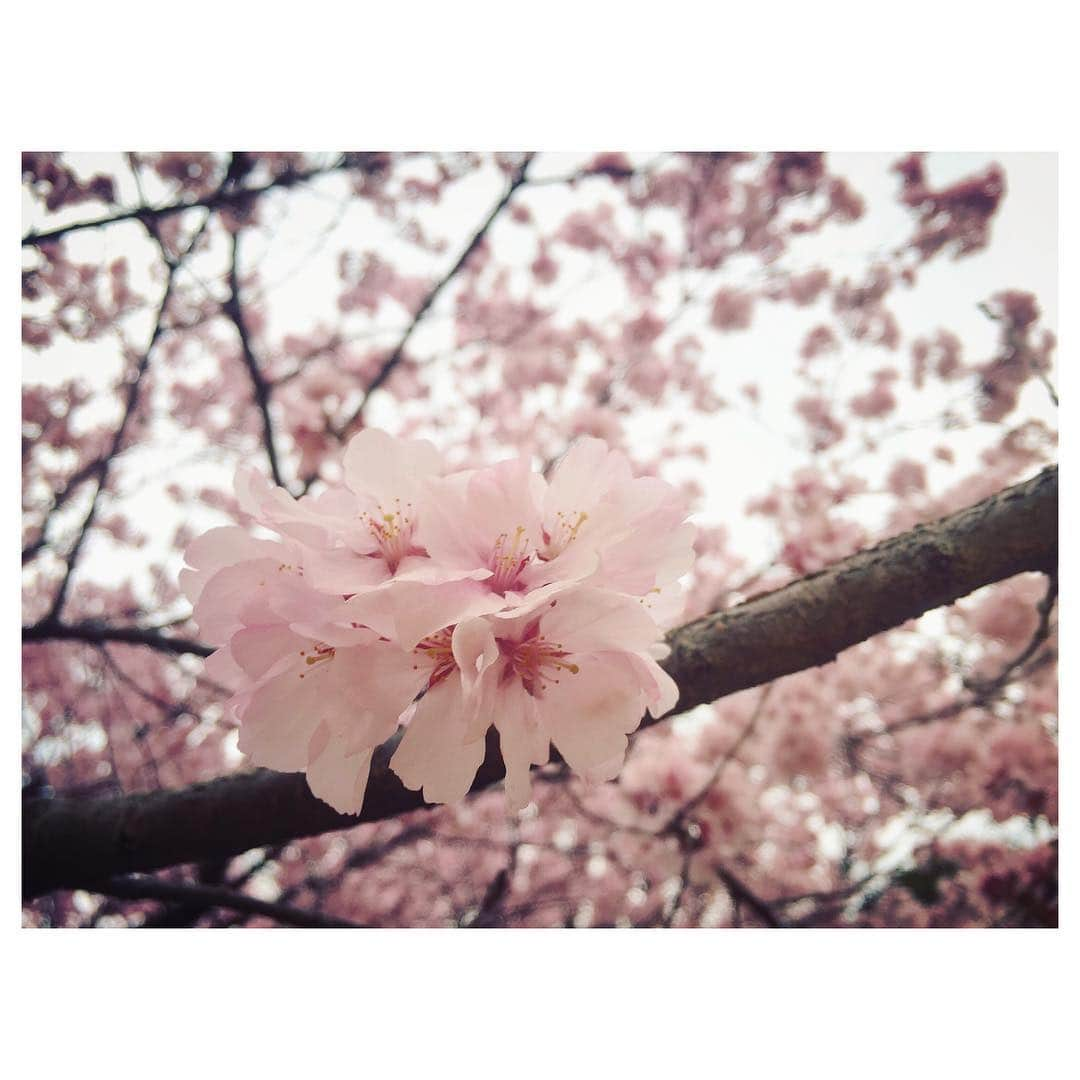 花村怜美さんのインスタグラム写真 - (花村怜美Instagram)「#桜 #さくら #サクラ #花盛り #桜花 #花 #植物 #自然 #好き #美 #sakura #cherryblossom #flower #flowers #flowerstagram #nature #plants #spring #japan」3月30日 17時00分 - satomi_hanamura