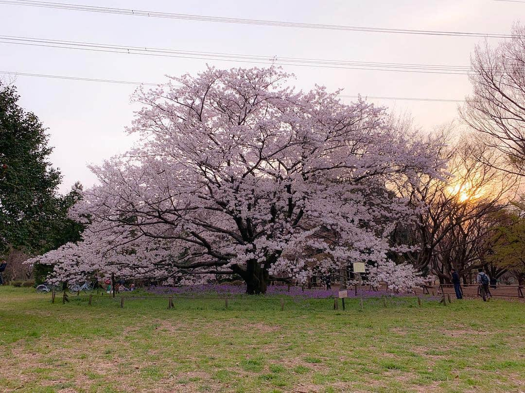 大江光さんのインスタグラム写真 - (大江光Instagram)「🌸. . 完璧な桜が見れるのは、珍しい。 自分の一生をかけて、その桜を探していても 全く無駄ではない。 . A perfect Cherry blossom is a rare thing.  You can spend your whole life looking for one,  and it will not be a wasted life.  #桜 #春 #衣通姫 #cherryblossom」3月30日 11時37分 - hikaru3.83