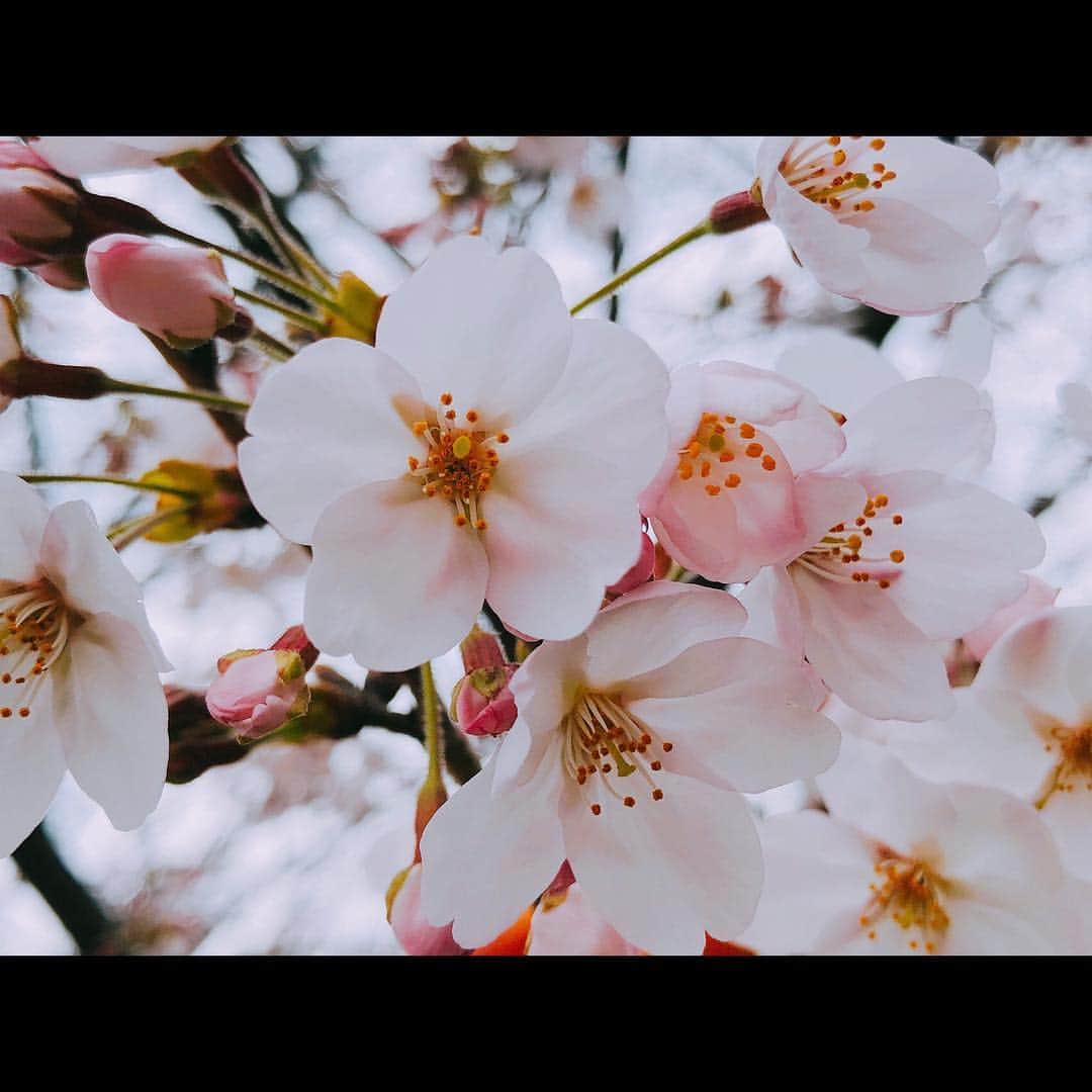 向田真優さんのインスタグラム写真 - (向田真優Instagram)「🌸🇯🇵❤️ ・ ・ #spring  #cherryblossom」3月30日 11時37分 - mucchan_622