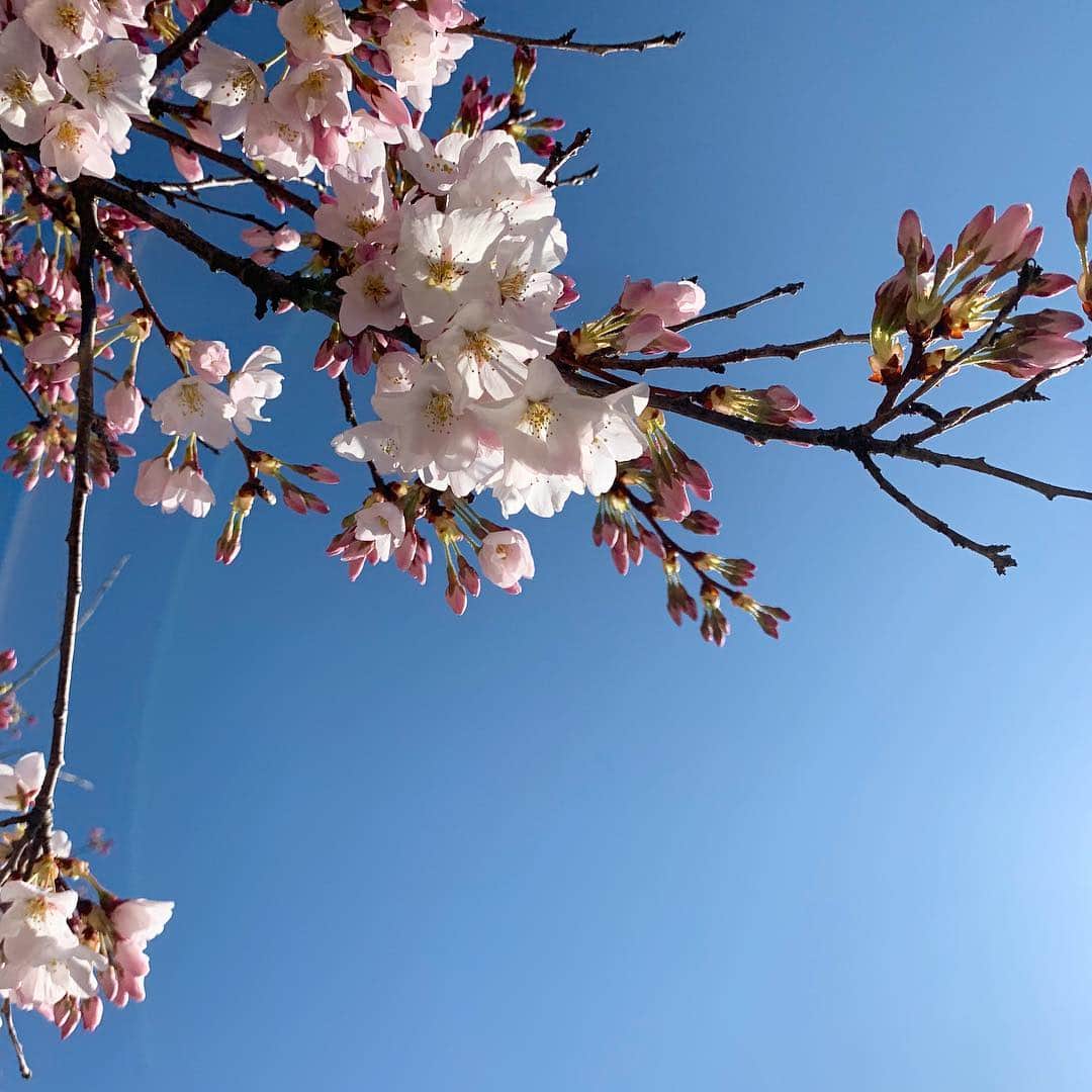 本郷理華のインスタグラム：「🌸✨」
