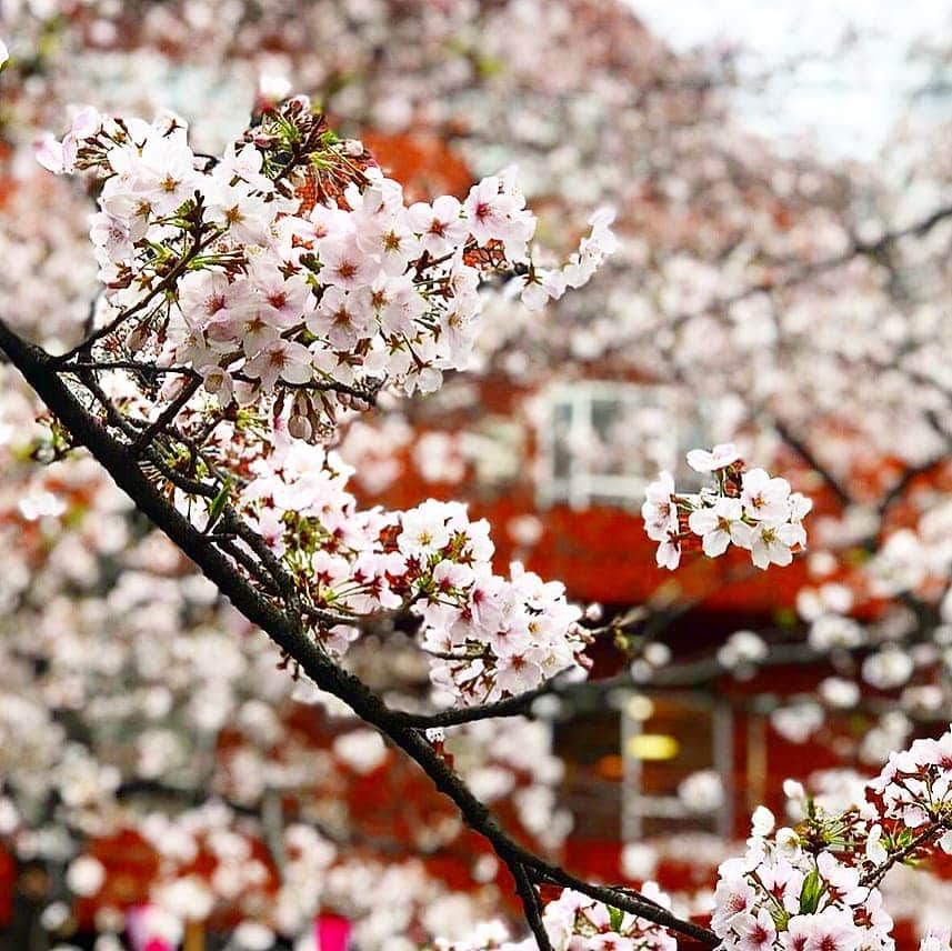 真山景子さんのインスタグラム写真 - (真山景子Instagram)「#平成最後のサクラ #桜 #サクラ咲く」3月30日 11時48分 - keikomayamaya