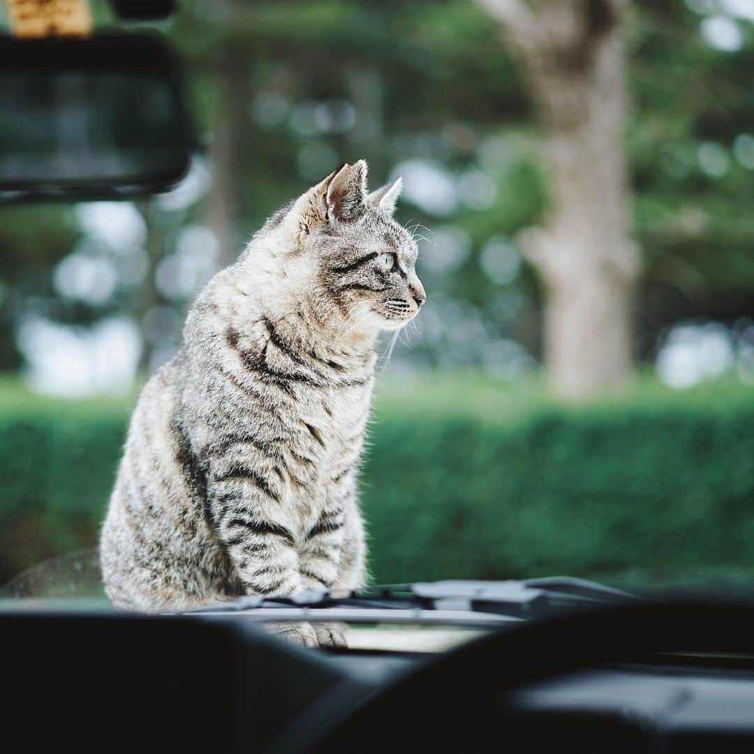 Takafumi Gotoのインスタグラム：「気づいたらボンネットの上でくつろいでた🐈」