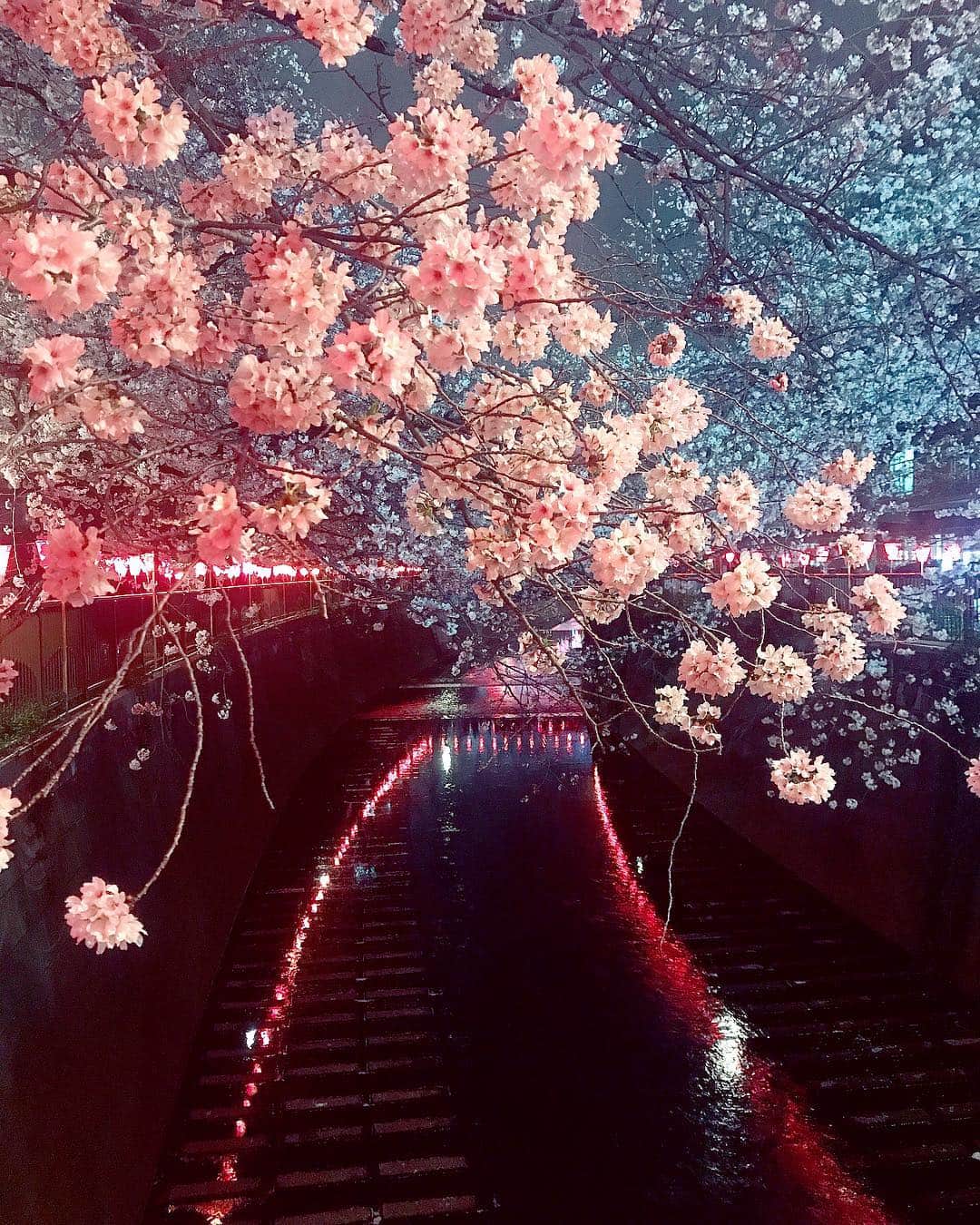 團遥香さんのインスタグラム写真 - (團遥香Instagram)「📷⚡️ 夜桜綺麗だったなぁ🌸 with @umika_kawashima」3月30日 12時02分 - haruka_dan_official