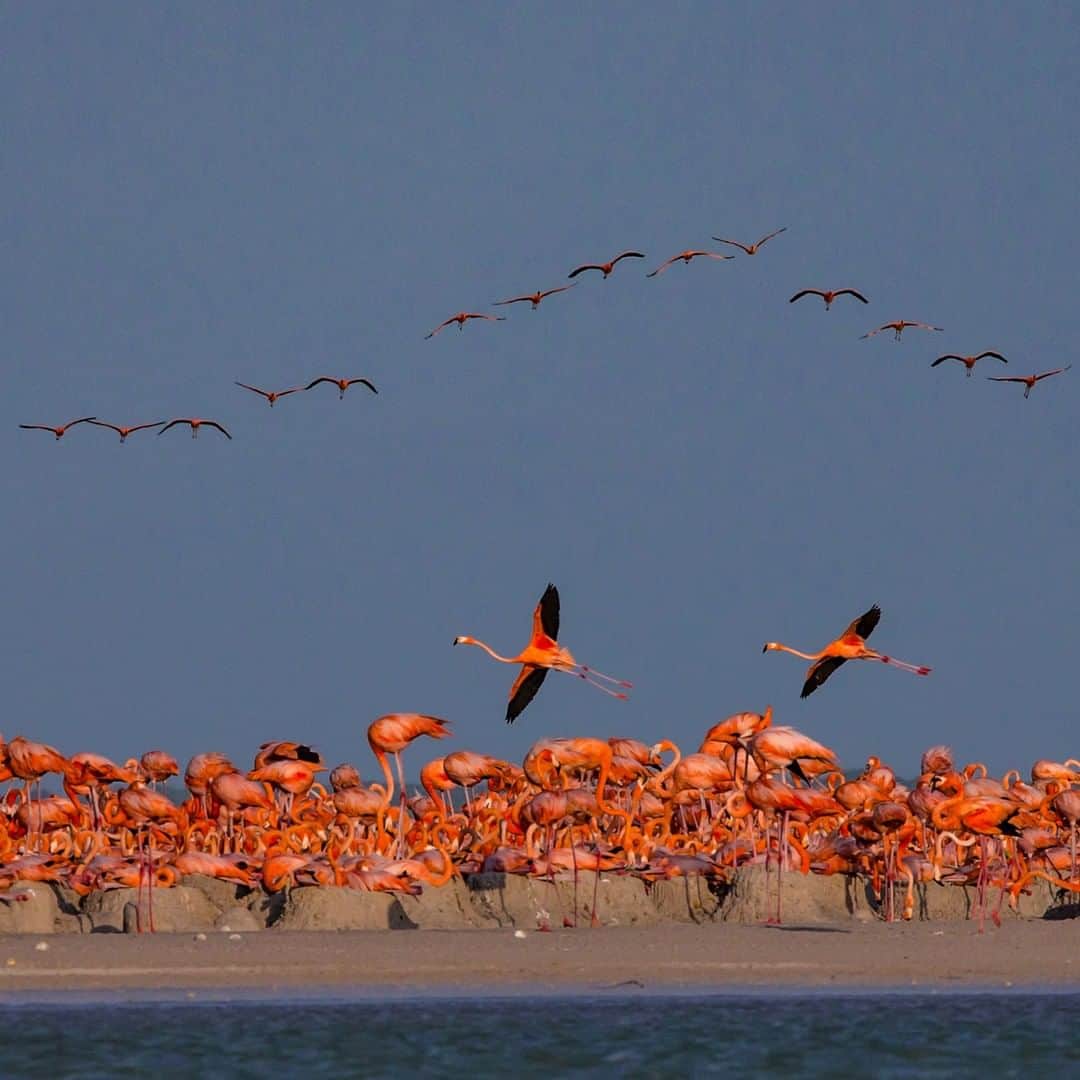のインスタグラム：「Photo by @stevewinterphoto | A “flamboyance” of nesting pink flamingos in Rio Lagartos Biosphere Reserve, on the Yucatan Peninsula of Mexico. Rio Lagartos was created to save the charismatic, graceful, and beautiful species. This wetland, mangrove, and forest area is protected because of the flamingo. So everything above the water—jaguars, iguanas, birds—as well as below the water—mangroves, fish, rays, dolphins, nesting sea turtles—is also protected because of this amazing bird! #follow me @stevewinterphoto to see more images from my work with @natgeo」