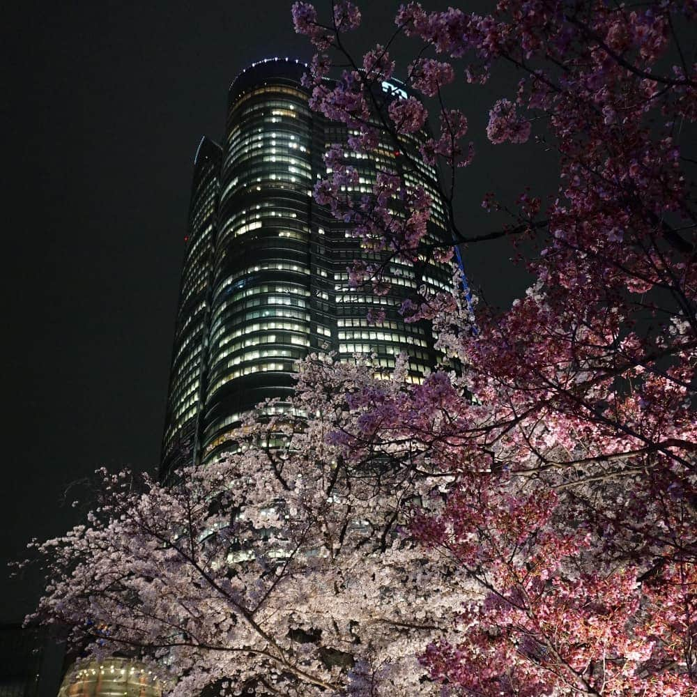 田畑祐一さんのインスタグラム写真 - (田畑祐一Instagram)「昨日の毛利庭園。ミュージックステーション放送のため、テレビ朝日もカラフルな色合いにライトアップされていました。 この土日がピークだと思いますが、天気は生憎の雨模様。明日がベストでしょうね。  #さくら #ソメイヨシノ#六本木ヒルズ #roppongihills #テレビ朝日」3月30日 12時17分 - tabatayuichi