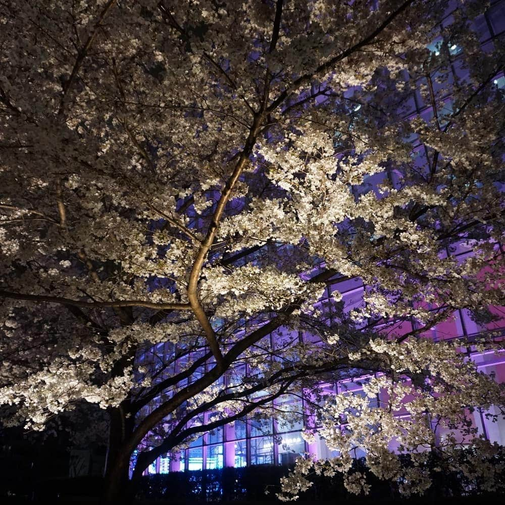 田畑祐一さんのインスタグラム写真 - (田畑祐一Instagram)「昨日の毛利庭園。ミュージックステーション放送のため、テレビ朝日もカラフルな色合いにライトアップされていました。 この土日がピークだと思いますが、天気は生憎の雨模様。明日がベストでしょうね。  #さくら #ソメイヨシノ#六本木ヒルズ #roppongihills #テレビ朝日」3月30日 12時17分 - tabatayuichi