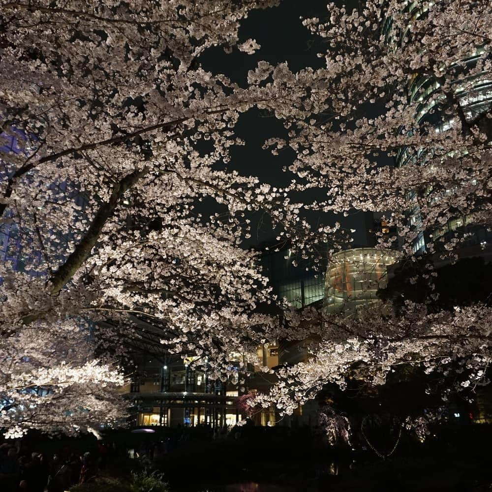 田畑祐一さんのインスタグラム写真 - (田畑祐一Instagram)「昨日の毛利庭園。ミュージックステーション放送のため、テレビ朝日もカラフルな色合いにライトアップされていました。 この土日がピークだと思いますが、天気は生憎の雨模様。明日がベストでしょうね。  #さくら #ソメイヨシノ#六本木ヒルズ #roppongihills #テレビ朝日」3月30日 12時17分 - tabatayuichi