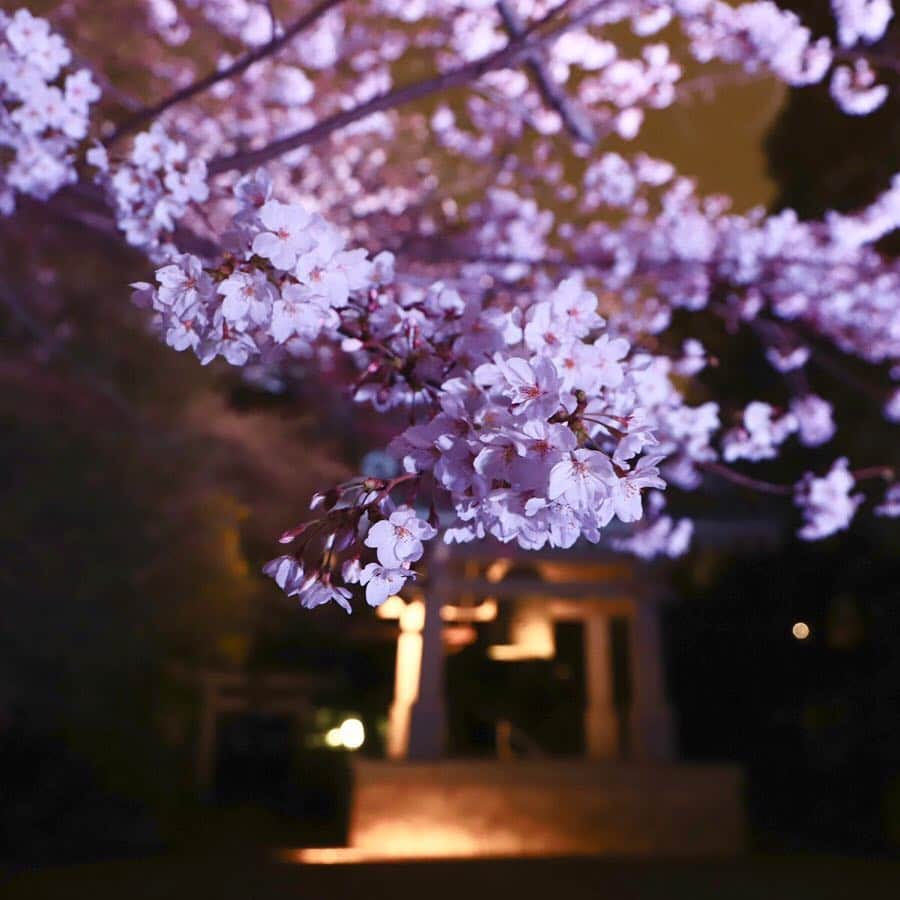東急電鉄さんのインスタグラム写真 - (東急電鉄Instagram)「. At Ryuunji, Kawazusakura (one kind of cherry blossoms) will be illuminated from 3/29(Fri.) to 3/31(Sun.) Enjoy peaceful beauty of spring during the day, and fantastic scene of “Sakura” during the night. (Toritsudaigaku Station/Toyoko Line) . 龍雲寺では3月29日（金）～3月31日（日）まで「河津桜」をライトアップする予定です。 昼間は穏やかな春の美しさを、夜は壮大で幻想的にうつろう桜の表情をお楽しみください。 （都立大学駅/東横線) . @nozawa_ryuunji_s.hosokawa . #ryuunji #spring #sakura #cherryblossoms #kawazuzakura #hanami #sakuralightup #tokyo #japan #unknownjapan #livinginjapan #livingintokyo #japanlife #japan_night_view #ilovejapan #lovers_nippon #discoverjapan #벚꽃 . #龍雲寺 #春 #桜 #河津桜 #お花見 #ライトアップ#夜桜 #東急電鉄 #都立大学駅 #東横線 #東急日和 #東急線めぐり」3月30日 12時38分 - tokyu_railways