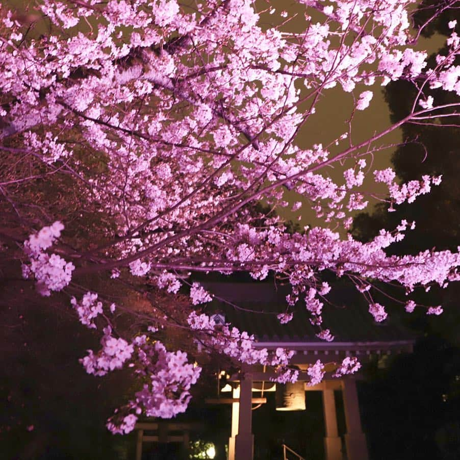 東急電鉄さんのインスタグラム写真 - (東急電鉄Instagram)「. At Ryuunji, Kawazusakura (one kind of cherry blossoms) will be illuminated from 3/29(Fri.) to 3/31(Sun.) Enjoy peaceful beauty of spring during the day, and fantastic scene of “Sakura” during the night. (Toritsudaigaku Station/Toyoko Line) . 龍雲寺では3月29日（金）～3月31日（日）まで「河津桜」をライトアップする予定です。 昼間は穏やかな春の美しさを、夜は壮大で幻想的にうつろう桜の表情をお楽しみください。 （都立大学駅/東横線) . @nozawa_ryuunji_s.hosokawa . #ryuunji #spring #sakura #cherryblossoms #kawazuzakura #hanami #sakuralightup #tokyo #japan #unknownjapan #livinginjapan #livingintokyo #japanlife #japan_night_view #ilovejapan #lovers_nippon #discoverjapan #벚꽃 . #龍雲寺 #春 #桜 #河津桜 #お花見 #ライトアップ#夜桜 #東急電鉄 #都立大学駅 #東横線 #東急日和 #東急線めぐり」3月30日 12時38分 - tokyu_railways