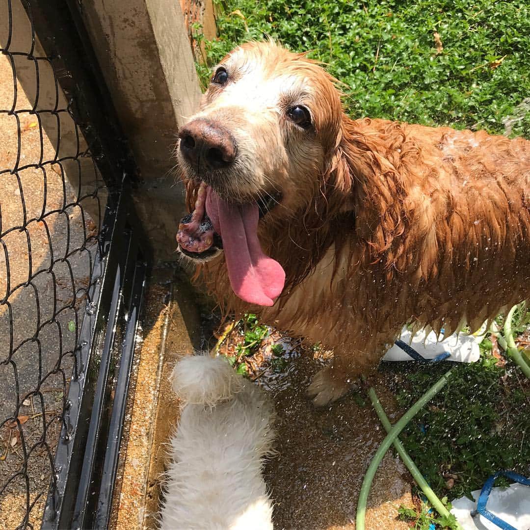 Hoykong&Plamuekのインスタグラム：「Yeah!! Wet dog is a happy dog #hoykong #summerdogpool」