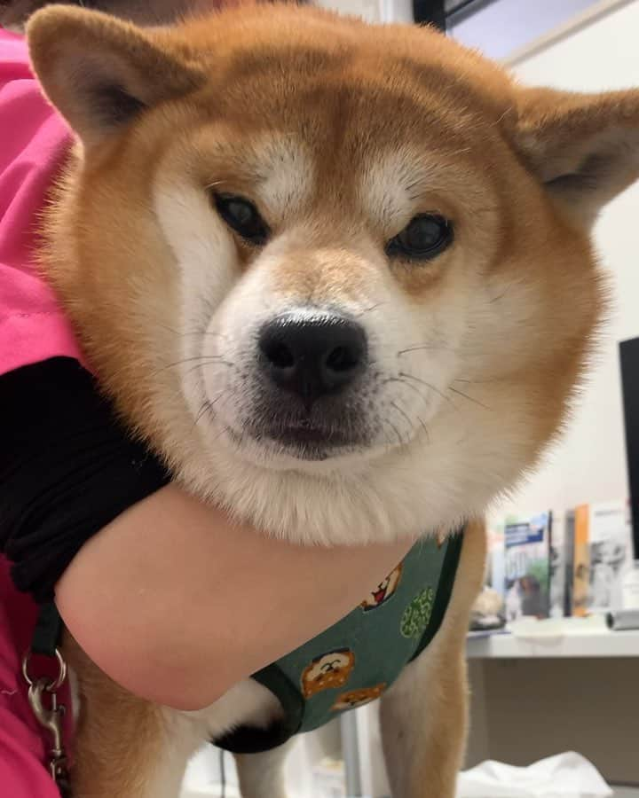 shibainu berryのインスタグラム