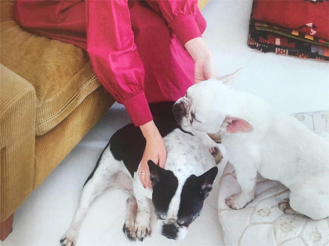 のインスタグラム：「雑誌「peko×OZmagazine 大好き猫と犬」にてぶんたとやえこと一緒に登場させて頂いています。  いろんな猫ちゃんわんちゃんに癒されてください🐈🐕 ぶんたとやえこはラブラブ。きこたまは「わんわんいた！」とか「やえこー！」と言って自分のお菓子あげたりぎゅーしたり楽しんでいます。けどぶんたはあちこちでしてしまうため、基本隔離ちゅう。やえこは指定の場所にできるの、えらいというか、当たり前😂  #フレンチブルドッグ #ぶんたやえこ」