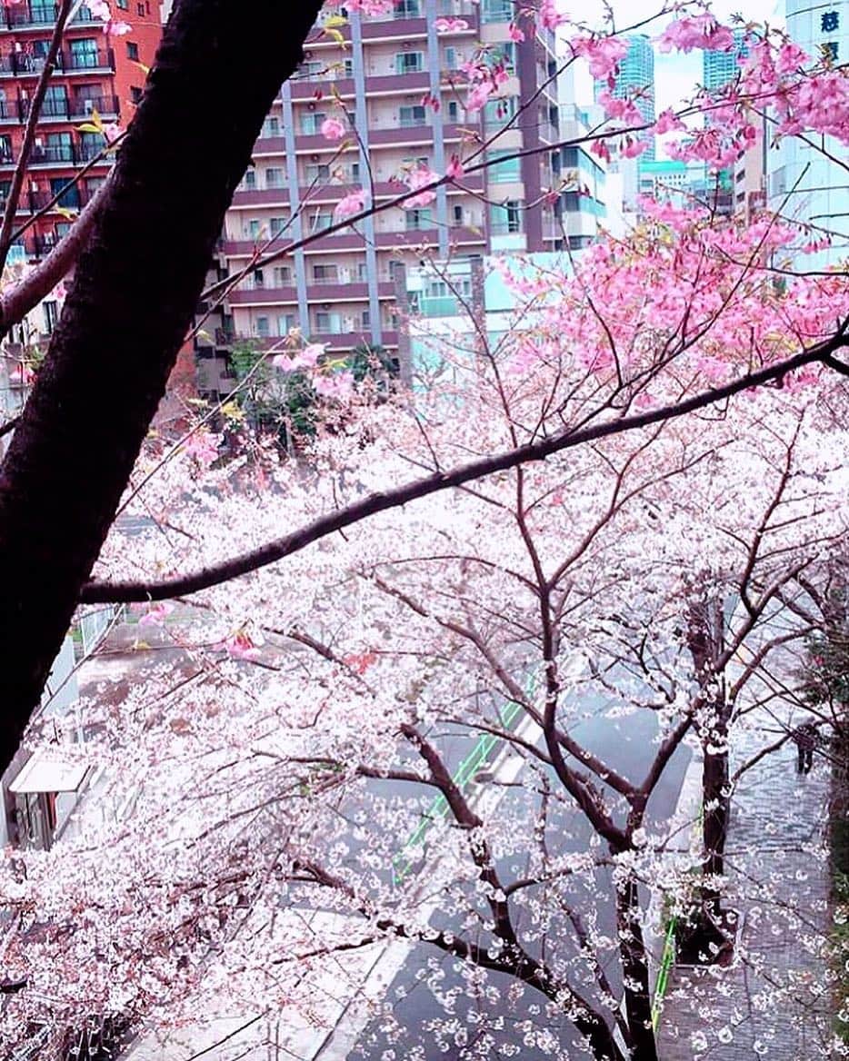 理絵さんのインスタグラム写真 - (理絵Instagram)「冬物のコート🧥クリーニングに出さなきゃよかった  #sakura #桜 #cherryblossoms #cherryblossom #ciliegio #벚꽃 #cerisier #꽃 #花 #flower #flowers #fiore #tokyo #japan」3月30日 12時41分 - ____rie____