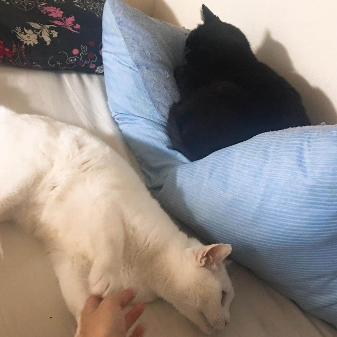金巻ともこさんのインスタグラム写真 - (金巻ともこInstagram)「寒いっすね。 #kurohakuchai #猫多頭飼い #whitecat #blackcat #猫 #白猫 #黒猫 #cat」3月30日 12時43分 - tomotomoco