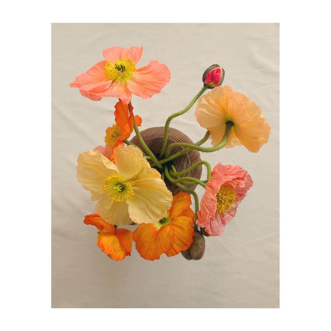 森千波さんのインスタグラム写真 - (森千波Instagram)「#1000hana 🌼  #thankyou#poppy#flowers#colorful#spring#ポピー#花#春#オレンジ」3月30日 12時44分 - 1000wave
