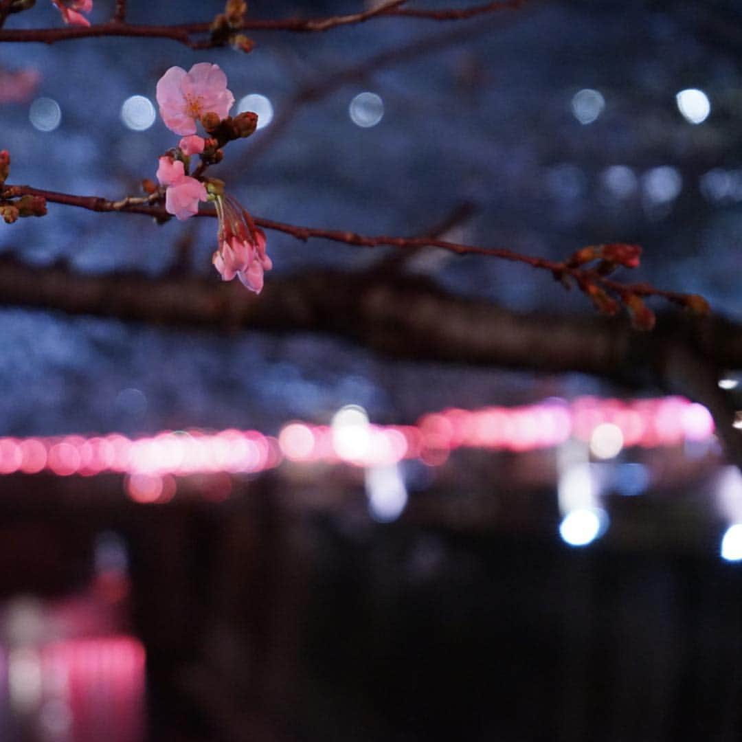 竹内由恵さんのインスタグラム写真 - (竹内由恵Instagram)「先週、目黒川の桜を見に行きました。五分咲きで蕾も目立ったのですが、ホットワイン片手に、優しい桜色に包まれた世界を楽しみました。今は満開でしょうね🌸最後の写真は偶然ですが、ボンボリに書いてある言葉。桜の美しさにクラクラしました^ ^ #お花見#目黒川#ホットワイン#クラクラ」3月30日 12時58分 - yoshie0takeuchi