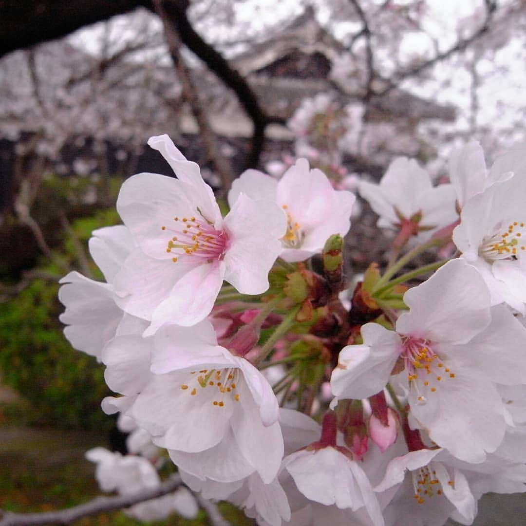 熊本城さんのインスタグラム写真 - (熊本城Instagram)「立入規制エリア内桜情報④ (2019年3月29日撮影) Photos in the regulated entry area #熊本城 #桜 #熊本 #kumamoto #castle #桜 #cherryblossom #sakura #japansakura #日本 #japan #地震 #earthquake」3月30日 13時08分 - kumamoto_castle