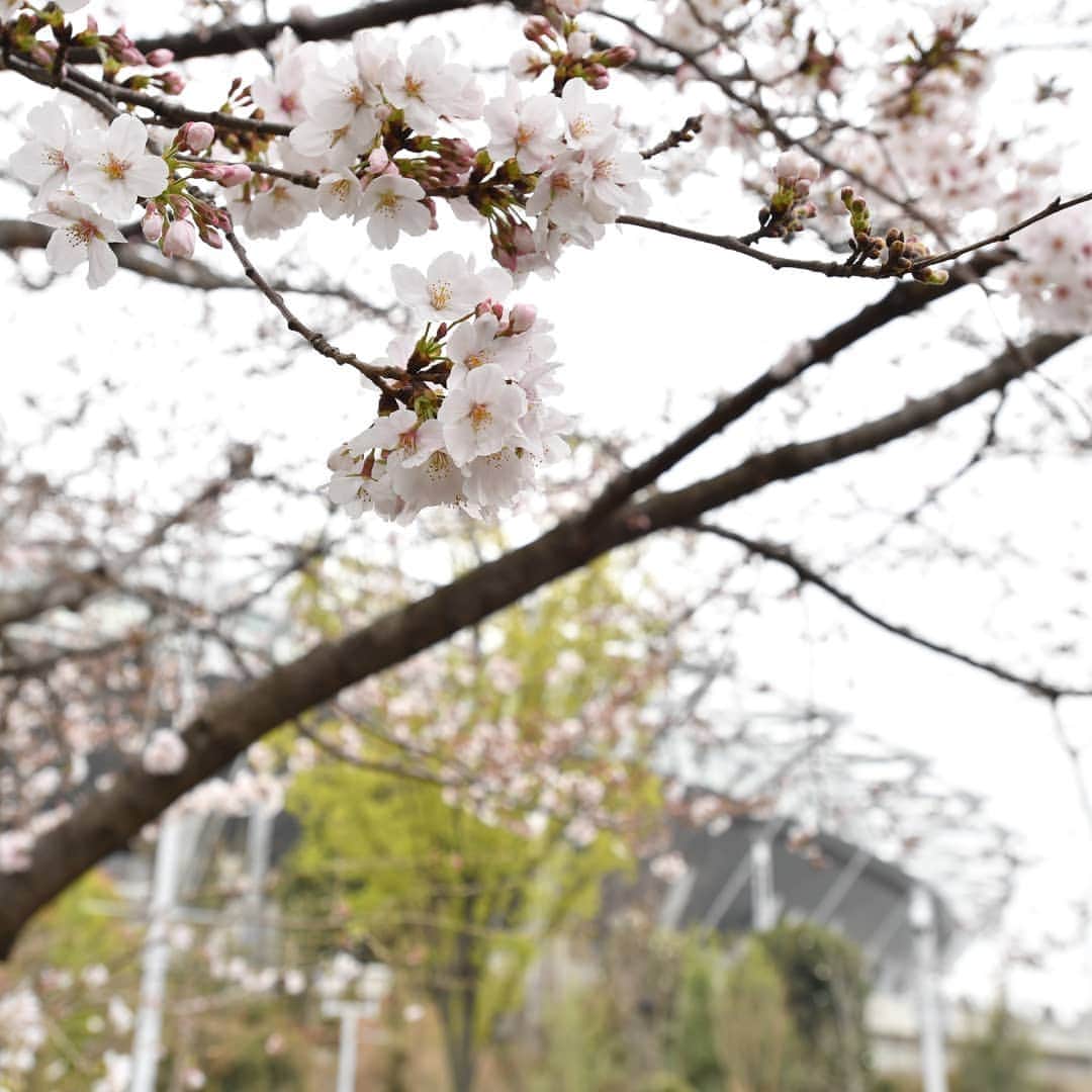 東京ヴェルディさんのインスタグラム写真 - (東京ヴェルディInstagram)「味スタの沿いの桜並木も、見頃に。もう少しで満開になりそうです。  #東京ヴェルディ #verdy #ヴェルディ #東京 #tokyo #柏レイソル #reysol  #J2  #明治安田生命J2リーグ #味の素スタジアム」3月30日 13時31分 - tokyo_verdy