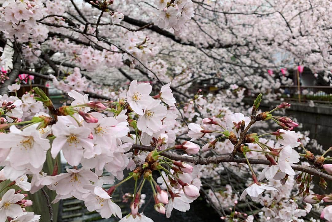 三倉茉奈さんのインスタグラム写真 - (三倉茉奈Instagram)「目黒川🌸 with 青木愛ちゃん(芸名:青木ラブ/actress) #目黒川 #桜 #お花見 #相変わらずお洒落な屋台がいっぱいの目黒川 #初めてお花見来た時衝撃だった #東京ってすごいなと笑 #cherryblossom @aokinoai」3月30日 13時38分 - mana_mikura_official