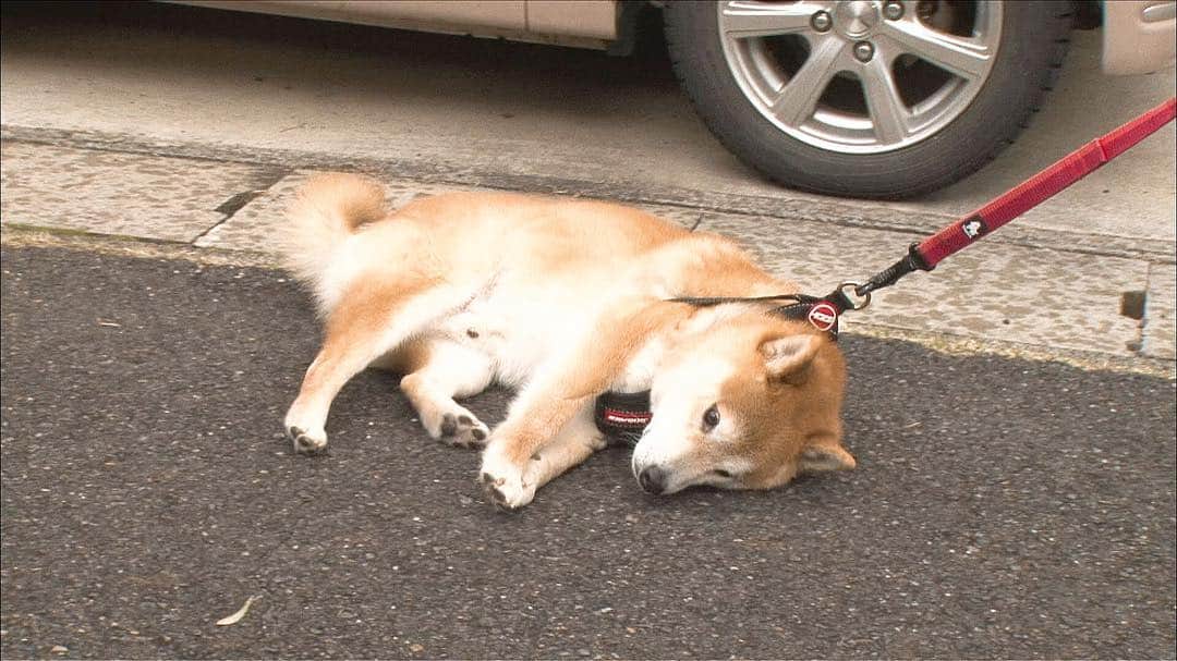 天才！志村どうぶつ園のインスタグラム