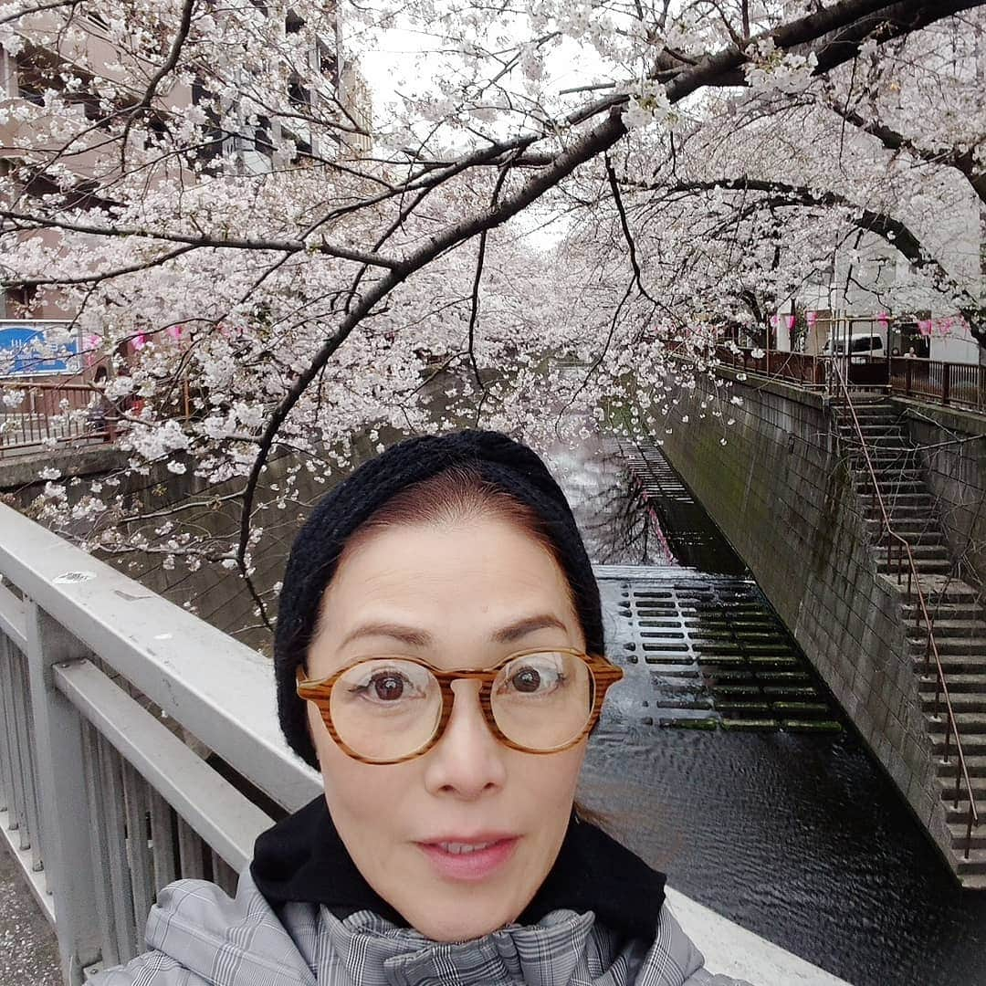 渡辺めぐみさんのインスタグラム写真 - (渡辺めぐみInstagram)「目黒川の桜も満開かな❓ しかし、寒い〰️😱 でも、寒さに負けず桜もほぼ満開かと🌸❤️🌸❤️🌸❤️ #中目黒#桜 #さくら #目黒川#お花見#寒い#きれい #綺麗 #ピンク#instagramjapan #instagramgood #instagramlike #instagram」3月30日 14時00分 - meguheart