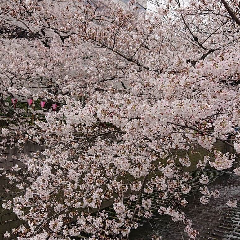 渡辺めぐみさんのインスタグラム写真 - (渡辺めぐみInstagram)「目黒川の桜も満開かな❓ しかし、寒い〰️😱 でも、寒さに負けず桜もほぼ満開かと🌸❤️🌸❤️🌸❤️ #中目黒#桜 #さくら #目黒川#お花見#寒い#きれい #綺麗 #ピンク#instagramjapan #instagramgood #instagramlike #instagram」3月30日 14時00分 - meguheart