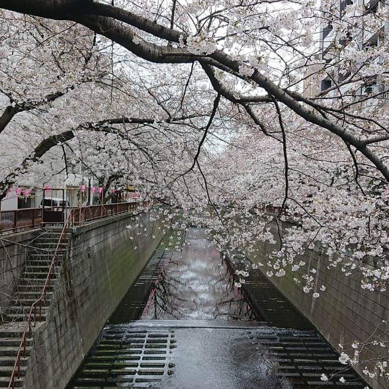 渡辺めぐみさんのインスタグラム写真 - (渡辺めぐみInstagram)「目黒川の桜も満開かな❓ しかし、寒い〰️😱 でも、寒さに負けず桜もほぼ満開かと🌸❤️🌸❤️🌸❤️ #中目黒#桜 #さくら #目黒川#お花見#寒い#きれい #綺麗 #ピンク#instagramjapan #instagramgood #instagramlike #instagram」3月30日 14時00分 - meguheart