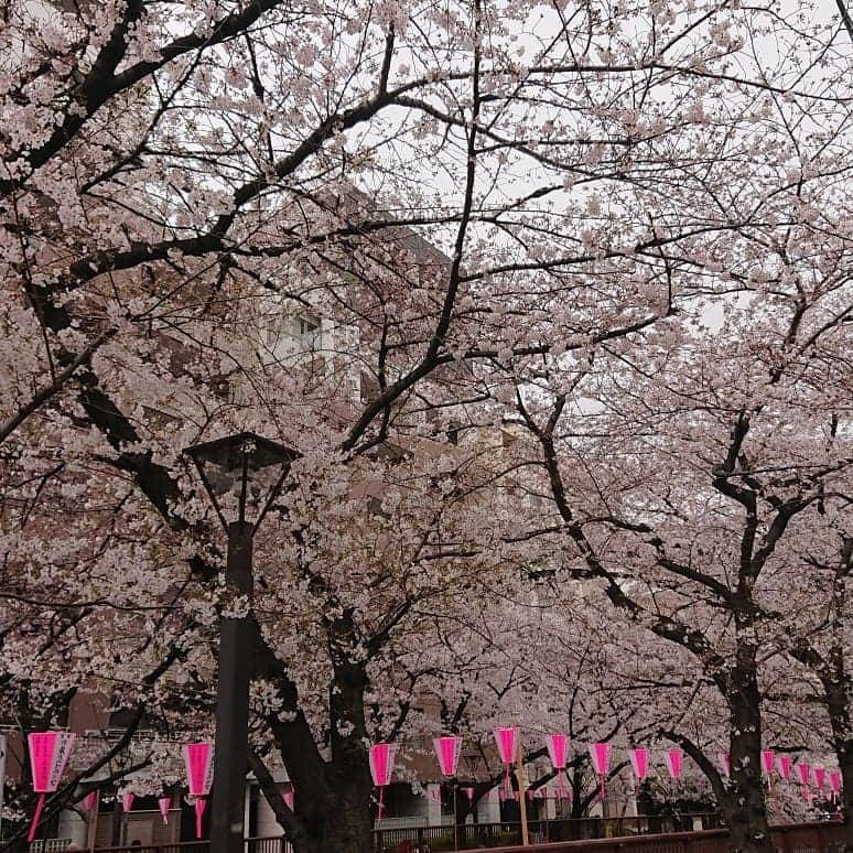 渡辺めぐみさんのインスタグラム写真 - (渡辺めぐみInstagram)「目黒川の桜も満開かな❓ しかし、寒い〰️😱 でも、寒さに負けず桜もほぼ満開かと🌸❤️🌸❤️🌸❤️ #中目黒#桜 #さくら #目黒川#お花見#寒い#きれい #綺麗 #ピンク#instagramjapan #instagramgood #instagramlike #instagram」3月30日 14時00分 - meguheart