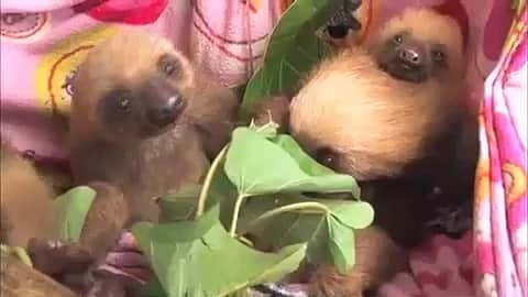 天才！志村どうぶつ園のインスタグラム