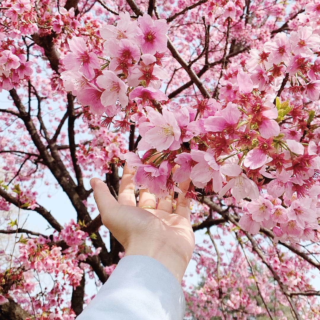 神尾美沙さんのインスタグラム写真 - (神尾美沙Instagram)「🌸﻿ お花見シーズン♡﻿ ﻿ KDDIさんのTIME&SPACEというサイトにて﻿ お花見で使える撮影テクニックを﻿ レクチャーさせていただいたので﻿ 見てみてください🥰🍡🌸﻿ ﻿ ﻿ プリクラメンバーとも桜の見えるお店で﻿ 育日のお誕生日をお祝い🥂﻿ 美しすぎる妊婦さんだなぁ。。﻿ ﻿ 来月もゆっこの誕生日だから﻿ みんなで集まれるの楽しみー♪﻿ ﻿ ﻿ #お花見#お花見2019#新宿御苑#桜#sakura#cherryblossoms#photo#japanscenery#河津桜#手元くら部#お誕生日#スマホ撮影」3月30日 14時03分 - kamiomisa