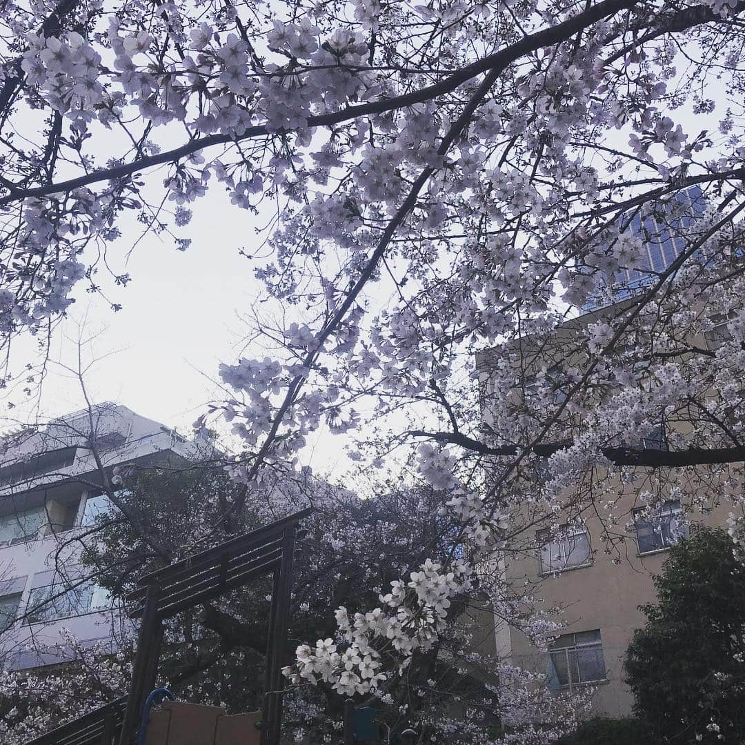 川畑要さんのインスタグラム写真 - (川畑要Instagram)「平成最後のお花見はちと寒かったな〜🌸 💪(￣^￣)ゞ要 #川畑要 #chemistry #かなめ屋 #singer#お花見#ちょっと前の写真 #平成が終わる#実感なし」3月30日 14時14分 - kawabata1979