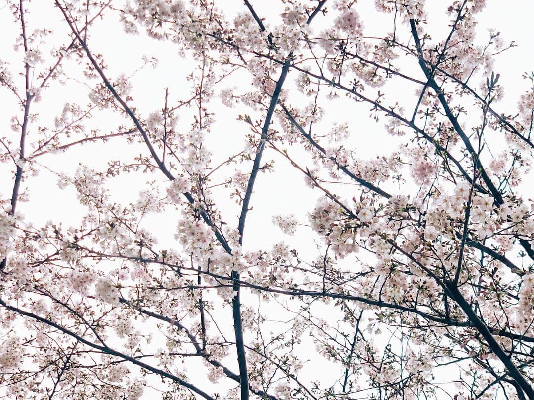 千国めぐみさんのインスタグラム写真 - (千国めぐみInstagram)「窓から桜がみえます。  不思議な花よ🌸🍶🌀」3月30日 14時09分 - chikunimegumi