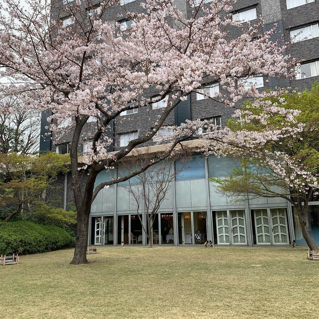 ヴィクター・ウッテンさんのインスタグラム写真 - (ヴィクター・ウッテンInstagram)「Thank you Japan. We hope to see you soon. #tokyo #victorwooten #cherryblossom #bassguitar #wooten」3月30日 14時22分 - victorwooten
