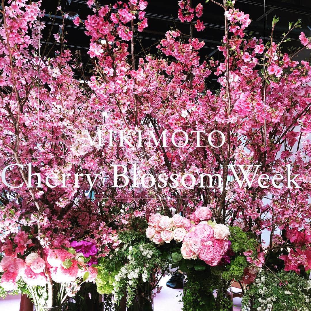松雪彩花さんのインスタグラム写真 - (松雪彩花Instagram)「さくらの季節ですね🌸 母とミキモトビルのレストランへ🎀  そして、ミキモト本店ではCherry Blossom Weekが開催中でした🌸 さくらをモチーフにしたジュエリーがとっても美しかった…🌸 日本ってすてき。  #ミキモト #桜🌸 #dazzle #restaurantdazzle #cherryblossom」3月30日 14時16分 - ayakamatsuyuki