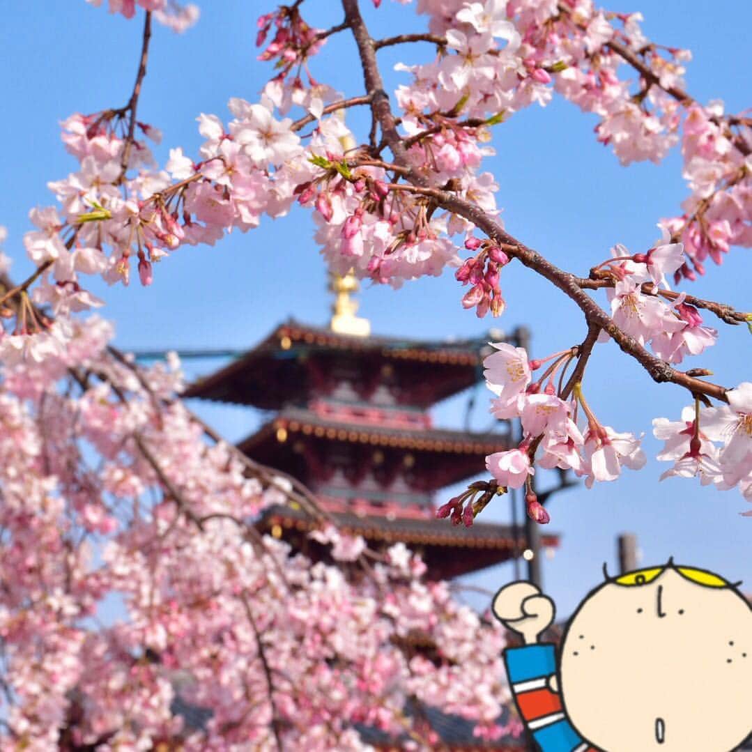 Osaka Bob（大阪観光局公式キャラクター）さんのインスタグラム写真 - (Osaka Bob（大阪観光局公式キャラクター）Instagram)「Next week is going to be the peak for cherry blossoms in Osaka. I can't wait! And remember they're for looking not for touching. It's easy to damage the flowers if you handle them. . 大阪の桜は来週が見ごろ🌸 見る時にはここを気を付けて！ 桜はめっちゃデリケートな花だから触るのはNG！ すぐに傷ついてダメになるから、目で見て楽しもう♪ . #Shitennoji #OsakaSakura #四天王寺 #桜 #withOsakaBob #OSAKA #maido」3月30日 14時17分 - maido_osaka_bob