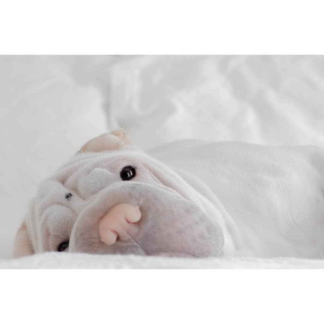 annie&pADdinGtoNさんのインスタグラム写真 - (annie&pADdinGtoNInstagram)「Button eyes 🧸 #reallifeplushy #lambington #button #sharpei #sharpeisofinstagram #sharpeipuppy #love #weekend #wrinkles #dog #dogs #dogsofinstagram #instagood #weeklyfluff #puppiesofinstagram #puppy #animals #pastel #white #cuddly #worldofcutepets #iloveyoutothemoonandback」3月30日 14時40分 - anniepaddington