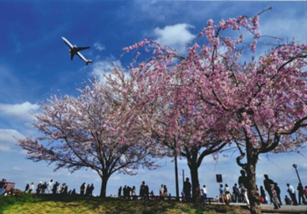 のインスタグラム：「あちこちから桜の満開の便りが届く中、成田の桜はこれからが本番。 飛行機のビューポイントとして有名な「さくらの山公園」では、 この時期だけの”桜と飛行機の競演”が4月の初旬にも見頃を迎えそうです。 当ホテルより車で約5分。 春のワクワクを見つけに、少し足を延ばしてみませんか？ anacrowneplaza_narita #ANAクラウンプラザホテル成田 #anacrowneplazanarita #crowneplaza #成田 #narita #成田空港 #naritaairport #ホテル #hotel . #桜 #お花見 #sakura #春 #spring #おでかけ #tourism #飛行機 #airplane  #nrt #aircraft #さくらの山公園」