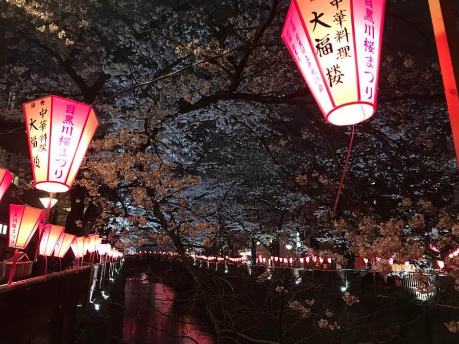 真坂美帆さんのインスタグラム写真 - (真坂美帆Instagram)「・ ★cherry blossom♡★ 目黒川の夜桜💫 とても素敵でした♡ * #cherryblossom #instapic #instagood #instaflowers #pretty #beautiful #japan #nakameguro #sightseeing #桜 #夜桜 #中目黒 #さくら #お花見 #日本 #和」3月30日 14時58分 - miho.sakurazaka_mii