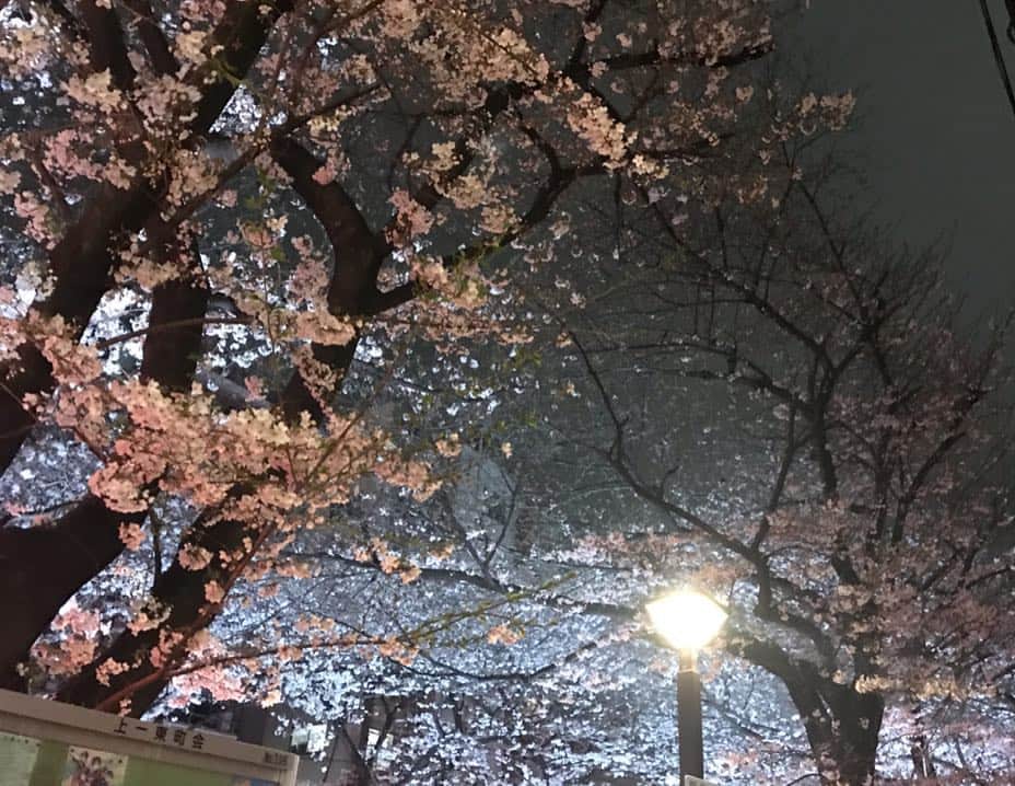 真坂美帆さんのインスタグラム写真 - (真坂美帆Instagram)「・ ★cherry blossom♡★ 目黒川の夜桜💫 とても素敵でした♡ * #cherryblossom #instapic #instagood #instaflowers #pretty #beautiful #japan #nakameguro #sightseeing #桜 #夜桜 #中目黒 #さくら #お花見 #日本 #和」3月30日 14時58分 - miho.sakurazaka_mii