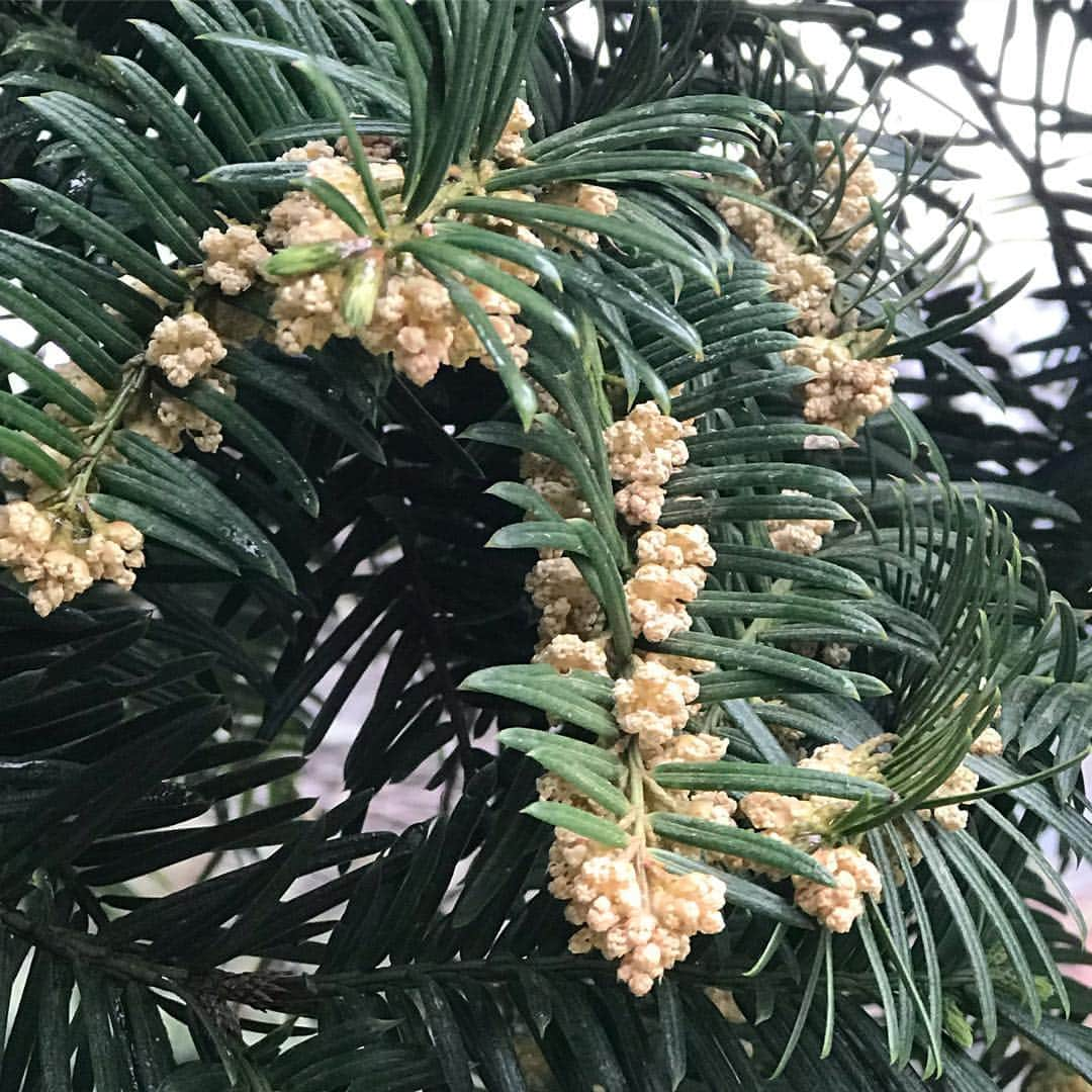 マル子さんのインスタグラム写真 - (マル子Instagram)「①後ろに桜 ②散歩で通るお宅の屋根の瓦がスズメのマンションになってますw ③④⑤小さなお花シリーズ #マル子  #柴犬  #shiba  #スズメのお宿  #小さなお花シリーズ」3月30日 14時56分 - tomikago