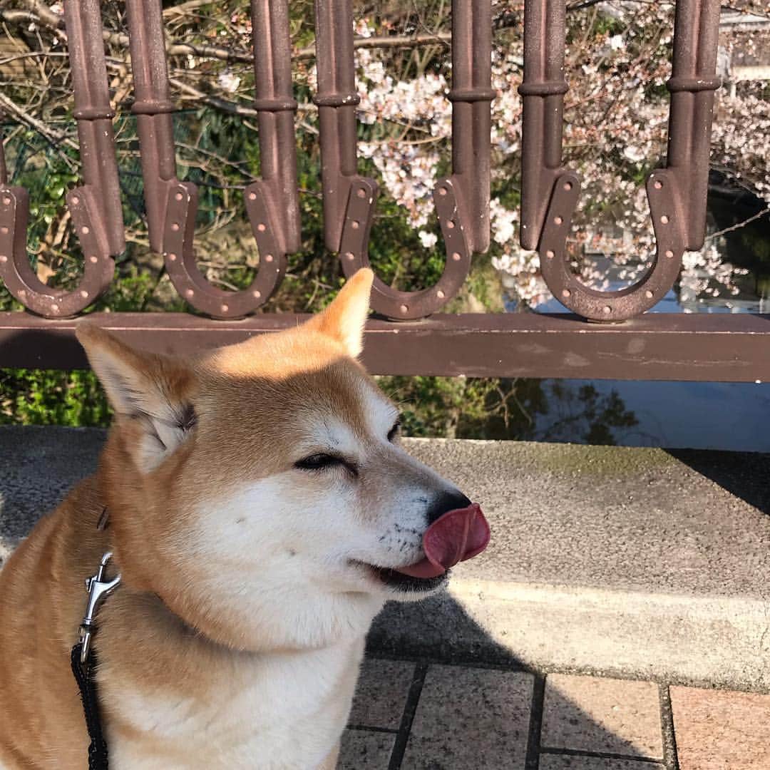 のインスタグラム：「①後ろに桜 ②散歩で通るお宅の屋根の瓦がスズメのマンションになってますw ③④⑤小さなお花シリーズ #マル子  #柴犬  #shiba  #スズメのお宿  #小さなお花シリーズ」