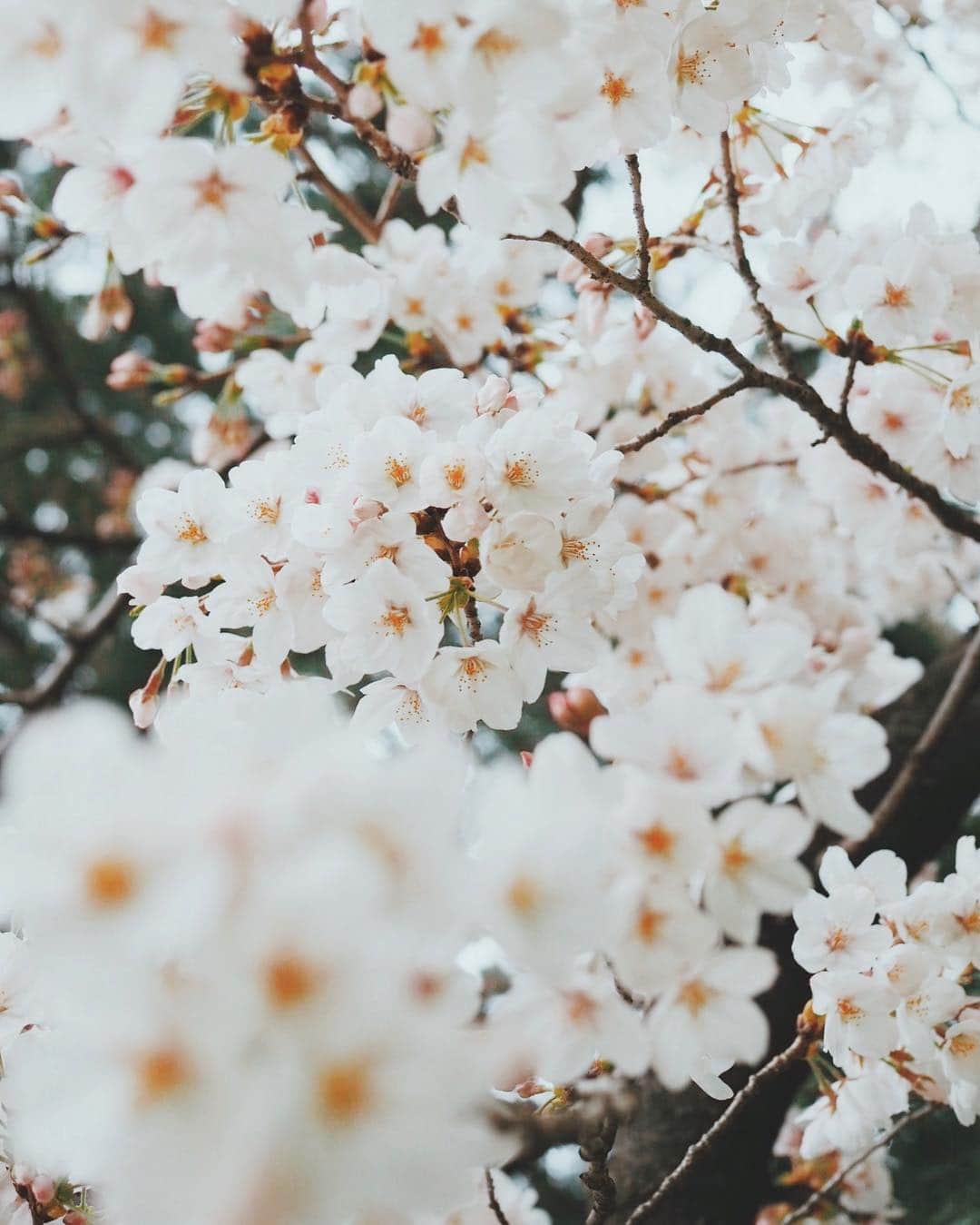 花楓さんのインスタグラム写真 - (花楓Instagram)「かーいーね🌸  #桜さん #散らないでおくんなせぇ〜」3月30日 15時04分 - _caede_