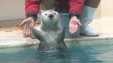 天才！志村どうぶつ園のインスタグラム