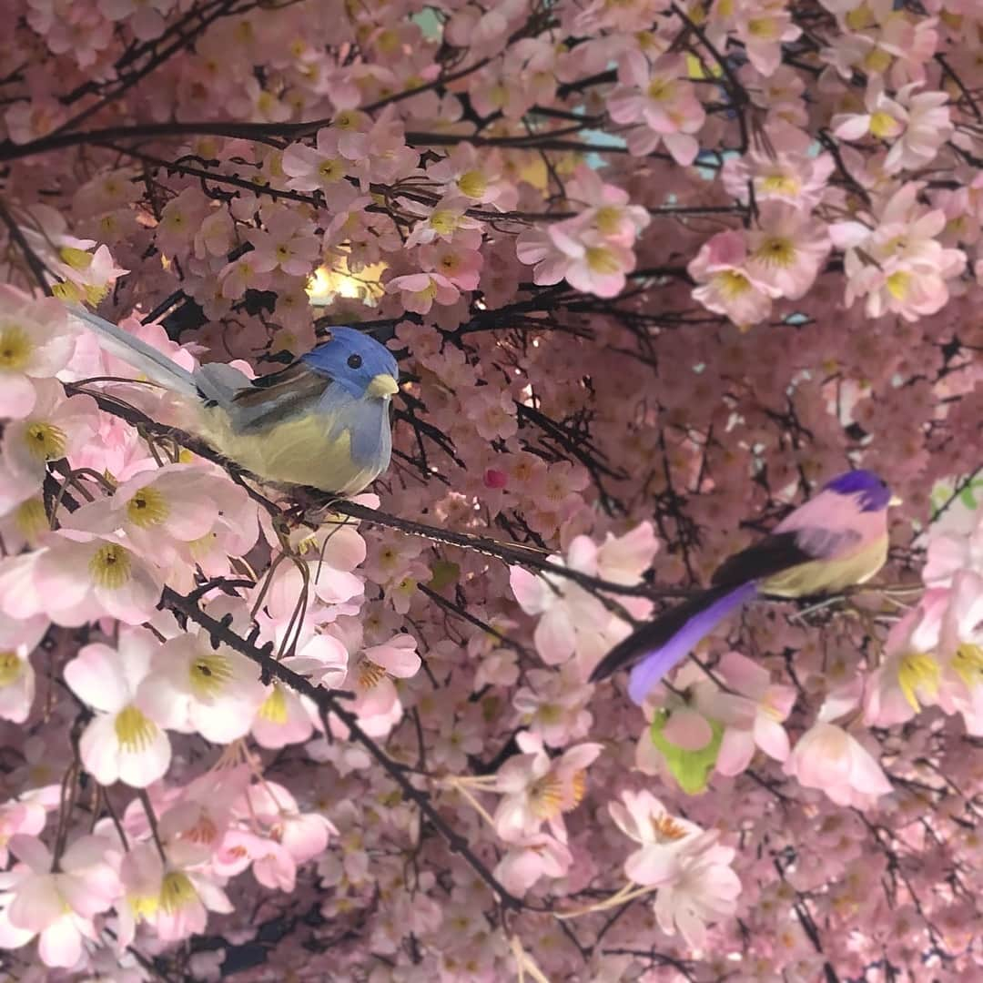 相模大野ステーションスクエアさんのインスタグラム写真 - (相模大野ステーションスクエアInstagram)「【今年の桜、よく見てみると...？】 . 毎年美しく咲く、相模大野ステーションスクエアの桜の木。今年はかわいらしい小鳥たちが巣を構えています。 . 色とりどりの羽につぶらな瞳。下から見上げると、さえずりが聞こえてきそうです。 今年はぜひ、じっくり目をこらして探してみてくださいね！ . #相模大野ステーションスクエア #ステスク #相模大野 #sagamiono #小田急 #odakyu #桜 #桜🌸 #桜川 #桜の花びら #桜満開 #桜満開🌸 #花見 #花見🌸　#桜並木 #桜好き #桜吹雪 #さくら2019 #花のあるくらし #花のある風景 #花のある生活 #花好きな人と繋がりたい #花が好き #花が好きな人と繋がりたい #花の写真 #季節の花 #フォトスポット #小鳥」3月30日 15時11分 - sagamiono_ss