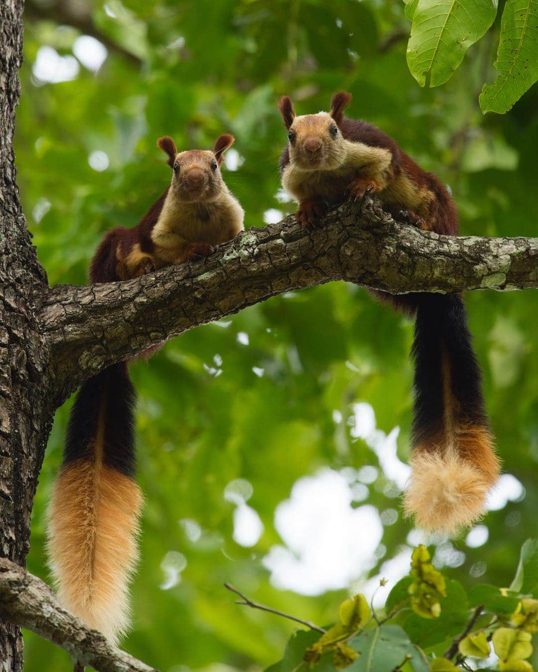 Discoveryさんのインスタグラム写真 - (DiscoveryInstagram)「“Two to tango.” 📸 + caption by Karthik Rugvedi (@karthikrugvedi) . . . . #Nagarahole #wildlife #wildlifephotography #explore #nature #photography #potd #photooftheday #malabargiantsquirrel #indiangiantsquirrel」3月31日 0時48分 - discovery