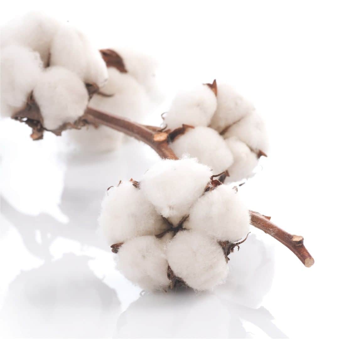 ハンロさんのインスタグラム写真 - (ハンロInstagram)「The delicate fibers of Sea Island cotton are only picked by hand. The result is an incomparable quality, a silky texture and an unmatched soft touch #hanro #luxuryonskin #SeaIslandCotton」3月31日 0時50分 - hanro.official
