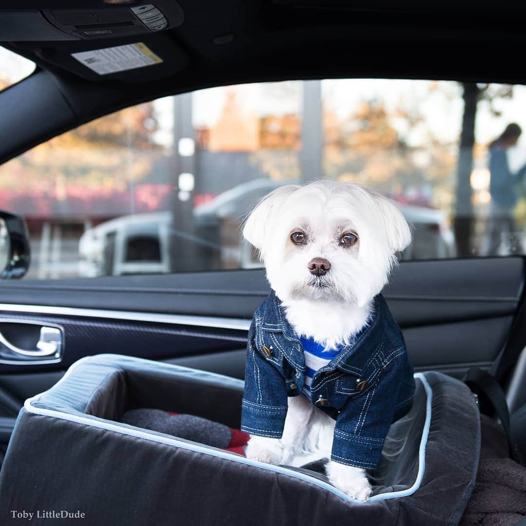 Toby LittleDudeのインスタグラム：「Do you believe in love at first sight, or should I drive around the block one more time?」